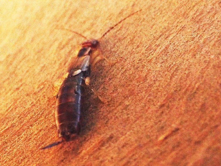 Forficulidae australiano